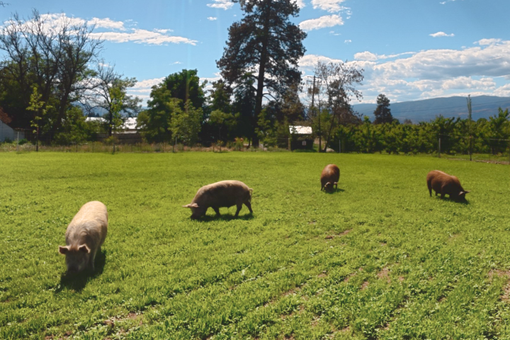 The farm in East Kelowna